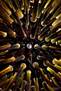 Abstract
Sea Urchin 
taken with +15 wet diopter by Iyad Suleyman 